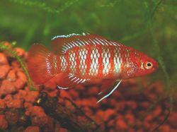 Дарио красный, Бадис красный "Скарлет" (Dario dario, Badis sp. "Scarlet"), M