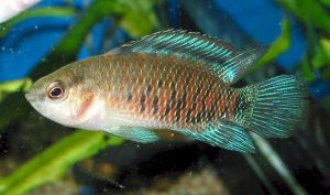 Бадис-хамелеон (Badis badis)