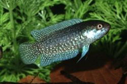 Ктенопома перламутровая, ктенопома жемчужная (Microctenopoma damasi, сtenopoma damasi)