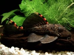 Лепоракантикус триактис, L-091 (Leporacanthicus triactis)