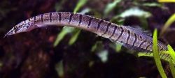 Макрогнатус зебровый, Мастацембелус зебровый (Macrognathus zebrinus, Mastacembelus zebrinus)