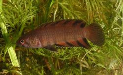 Ктенопома карликовая, ложная красноштриховая (Ctenopoma nanum, Microctenopoma nanum)