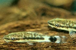 Отоцинклюс макроспилус, отоцинклюс полосатый (Otocinclus macrospilus)