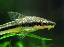 Отоцинклус широкополосый (Otocinclus vittatus)