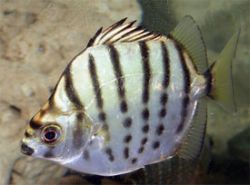 Селенотока многополосая, Селенотока мультифасциата, серебряный аргус (Selenotoca multifasciata)