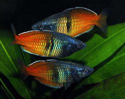 Меланотения Боэсмана (Melanotaenia boesemani)