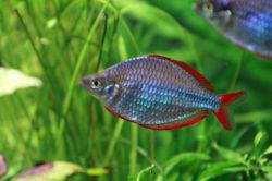 Меланотения неоновая (Melanotaenia praecox)