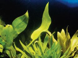 Криптокорина реснитчатая, Криптокорина цилиата (Cryptocoryne ciliata)