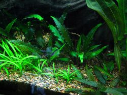 Криптокорина обратноспиральная (Cryptocoryne retrospiralis)