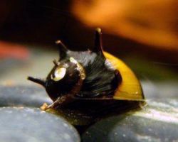 Рогатая улитка (Horned Nerite Snail)