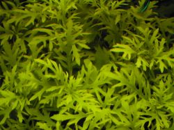 Гигрофила изменчивая, Синема деморфная, Hygrophila difformisЮ, Synnema triflorum 